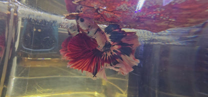 ROSE TAIL BIANCO CANDY HALFMOON (OHM) 0607