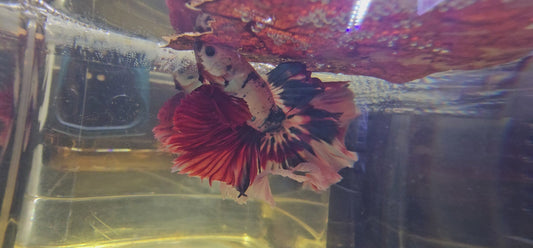 ROSE TAIL BIANCO CANDY HALFMOON (OHM) 0607