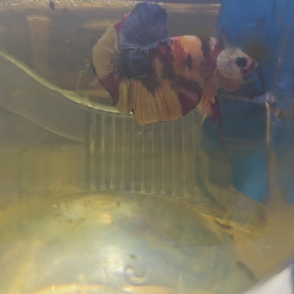 FULL COLOR GALAXY CANDY HMPK/满色星河糖果251116