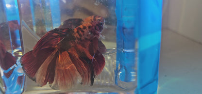 RED GALAXY CANDY HALFMOON (OHM) 250906