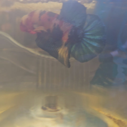 FULL COLOR GALAXY CANDY HMPK/满色星河糖果251174