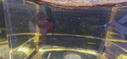 WILD BETTA SMARAGDINA  CODA CHITARRA 0626
