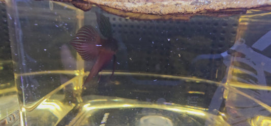 WILD BETTA SMARAGDINA  CODA CHITARRA 0626