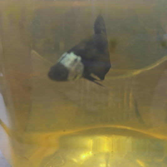 MASK BLACK SAMURAI (BREEDING GRADE）/种母级面具黑武士251132