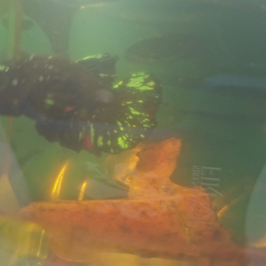 AVATAR PK/暗黑碎星251055