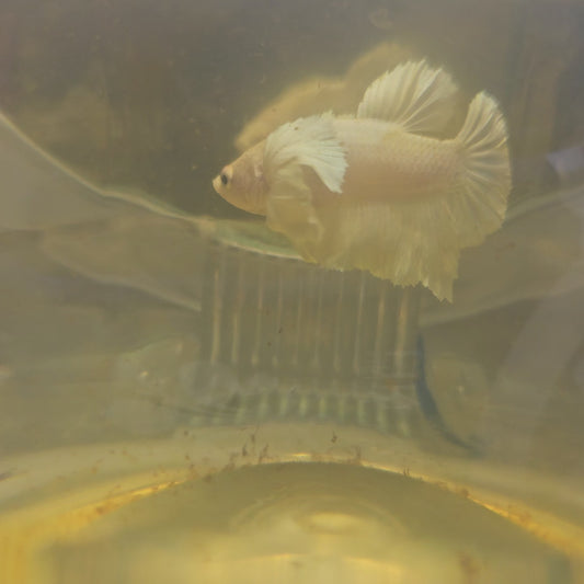 PURE WHITE DUMBO PK/ 纯白大耳将军251168