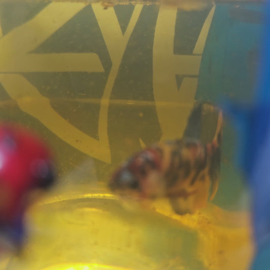 CANDY GALAXY HMPK/星河糖果将军251244