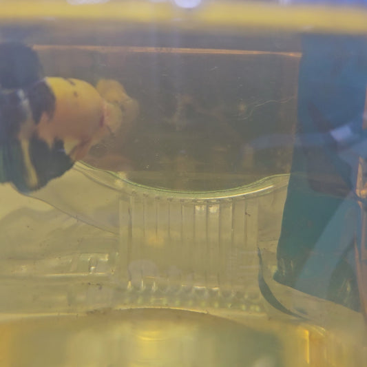 YELLOW CANDY (L) NOT SUITABLE FOR BREEDING
黄糖果母鱼（不适合繁殖）251188