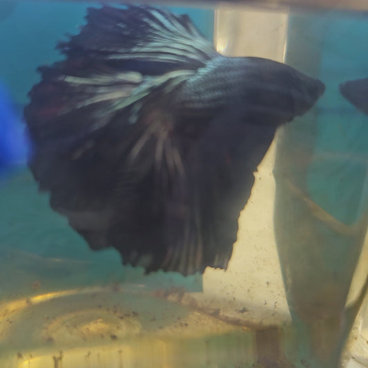 ROSE TAIL BLACK COPPER HALFMOON（S）/玫瑰尾黑金属半月251267