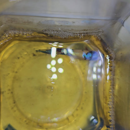 FULL COLOR YELLOW CANDY (BREEDING GRADE)/种母满色黄糖果251183