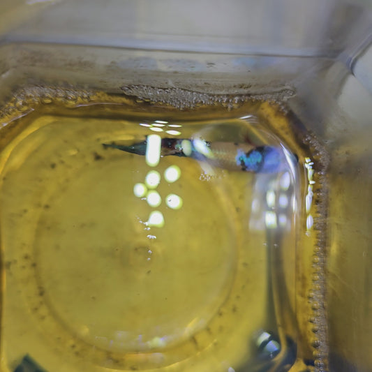 FULL COLOR YELLOW CANDY (BREEDING GRADE)/种母满色黄糖果251183