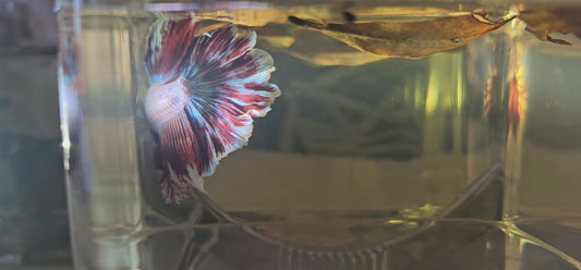 Halfmoon Apache color rosa corallo 250712