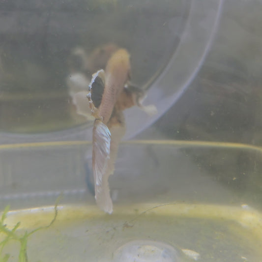 WHITE GIALLO DUMBO HALFMOON/淡黄水彩大耳半月251061