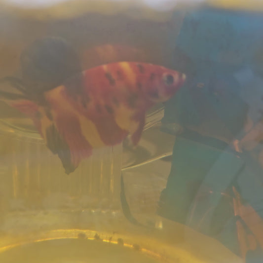 FULL COLOR NEMO CANDY HMPK/ 满色尼莫糖果251114