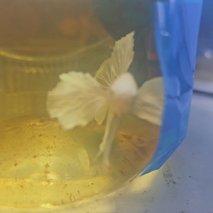 PURE WHITE DUMBO PK(L)/大号纯白大耳将军251121