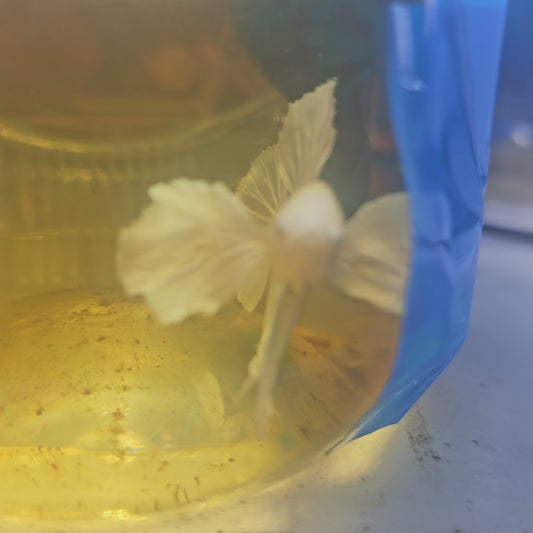 PURE WHITE DUMBO PK(L)/大号纯白大耳将军251121