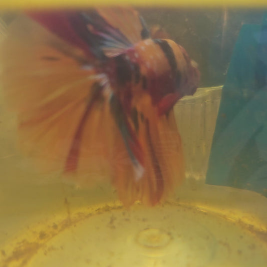 NEMO CANDY GALAXY HALFMOON/尼莫星河糖果半月251270