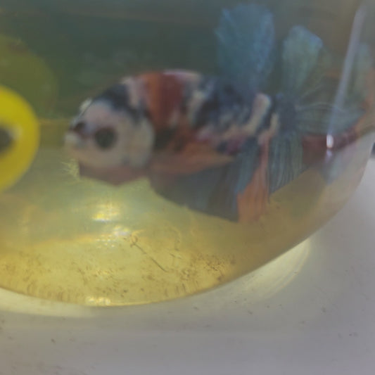 FULL COLOR WHITE CANDY GALAXY HMPK/满色白糖果星河251136