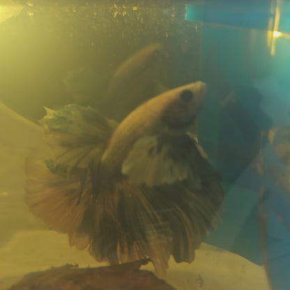 WHITE BLUE DUMBO HALFMOON/水墨大耳半月 251003