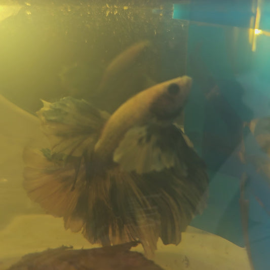 WHITE BLUE DUMBO HALFMOON/水墨大耳半月 251003