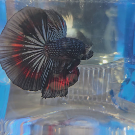 RED BLACK COPPER HALFMOON (OHM)250920