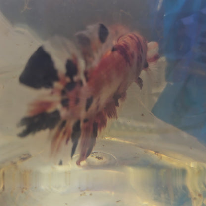 CANDY GIANT 7+/8CM/ 糖果巨斗将军251292