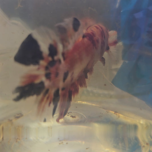 CANDY GIANT 7+/8CM/ 糖果巨斗将军251292