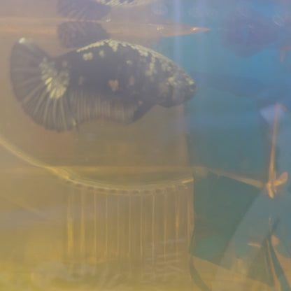 BLACK SAMURAI FEMMINA （BREEDING GRADE

）/种母级黑武士251142