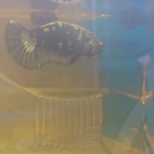 BLACK SAMURAI FEMMINA （BREEDING GRADE

）/种母级黑武士251142