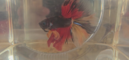 Red black candy Halfmoon (OHM)250718