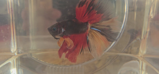 Red black candy Halfmoon (OHM)250718