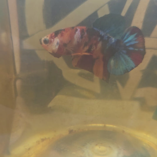 CANDY GALAXY HMPK/星河糖果HMPK 251233