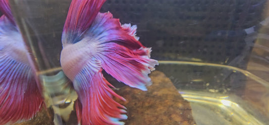 ROSE TAIL HALFMOON (OHM) LAMPONE 0650
