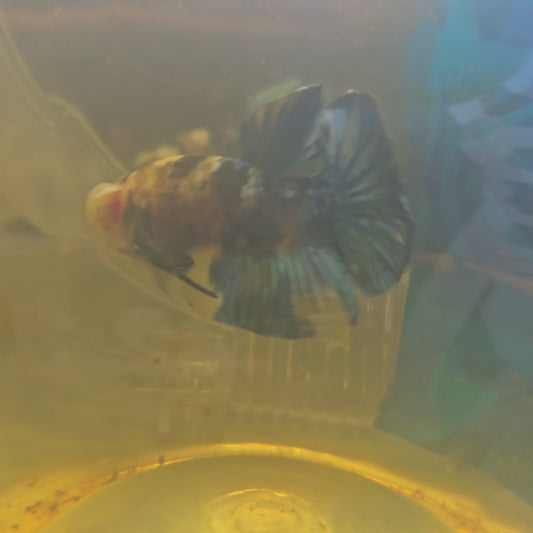 FULL COLOR YELLOW CANDY HMPK/满色大理石黄糖251165