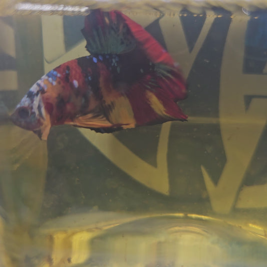 RED CANDY GALAXY HMPK/红星河糖果251215