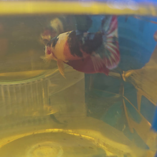 FULL COLOR GALAXY CANDY (BREEDING GRADE+）/种母+星河糖果251139