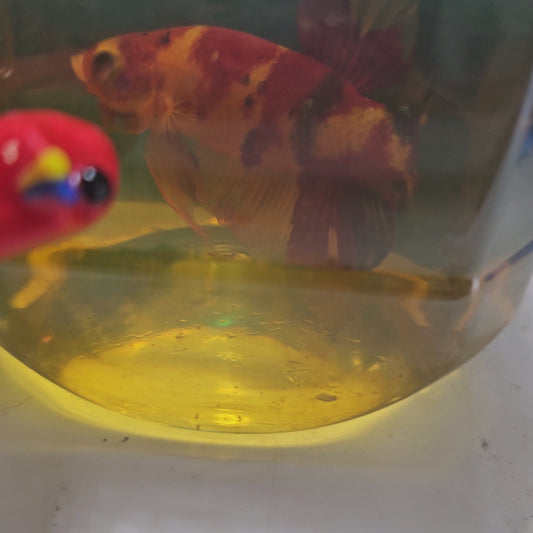 NEMO CANDY GIANT 7+/8CM尼莫糖果巨斗将军251273