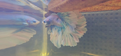 FEATHER TAIL HALFMOON (APACHE) BLUE BIANCO 0619