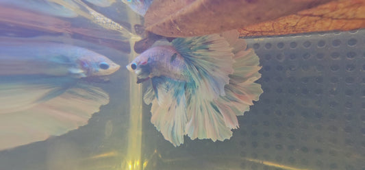 FEATHER TAIL HALFMOON (APACHE) BLUE BIANCO 0619