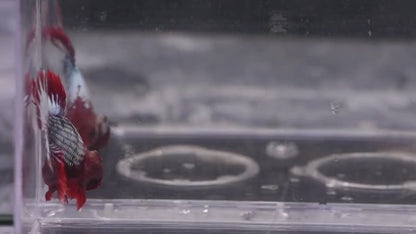 RED-BLUE FCCP BETTA 08