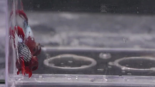RED-BLUE FCCP BETTA 08