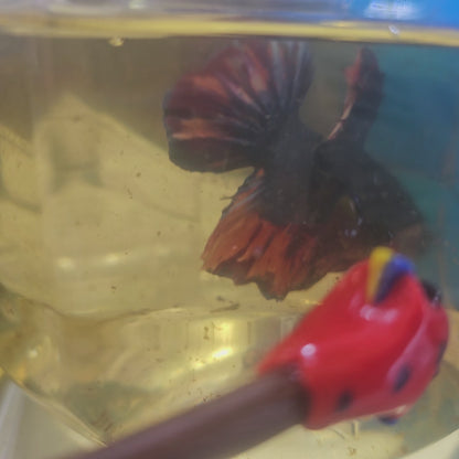 BLUE-ORANGE GIANT 7+/8CM 蓝橙巨斗将军251216