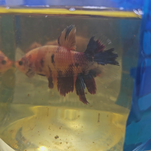 CANDY GIANT 7+/8CM 樱花糖果巨斗251255