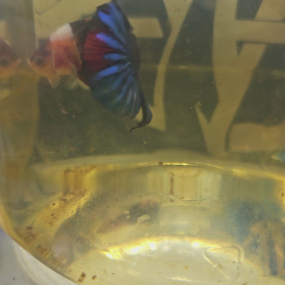 CANDY GALAXY HMPK/ 星河糖果将军251259