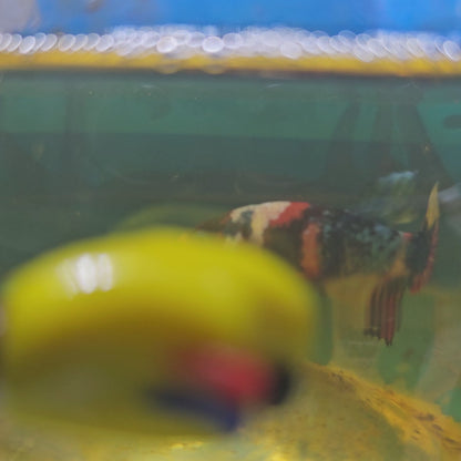 FULL COLOR GALAXY CANDY (BREEDING GRADE)/满色星河糖果种母251110