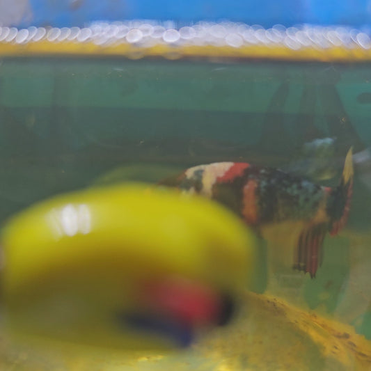 FULL COLOR GALAXY CANDY (BREEDING GRADE)/满色星河糖果种母251110