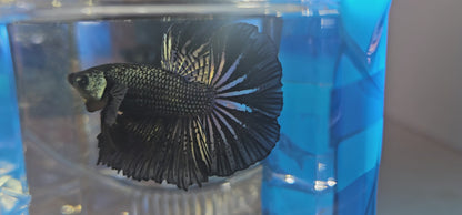 COPPER BLACK HM(M)250924