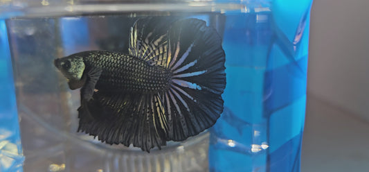 COPPER BLACK HM(M)250924