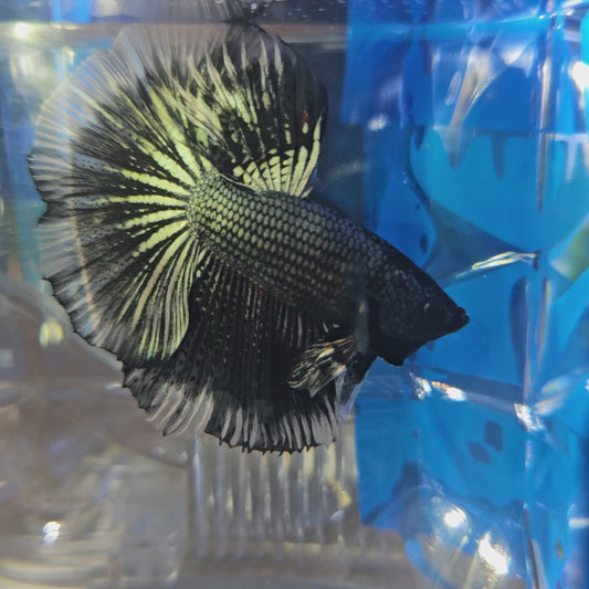 COPPER BLACK WHITE HM(L)250973
