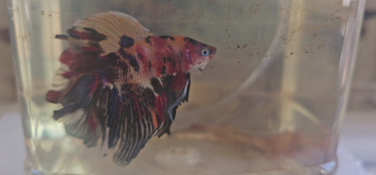 Nemo candy Halfmoon (L OHM)250719